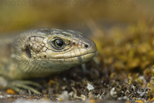 Common lizard (Zootoca vivipara) adult reptile animal head portrait, England, United Kingdom,