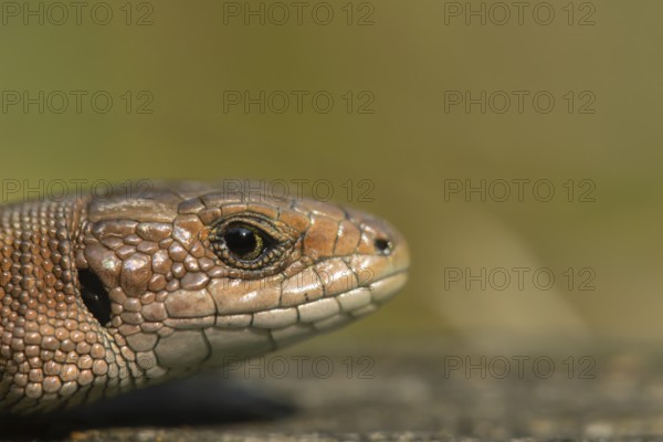 Common lizard (Zootoca vivipara) adult reptile animal head portrait, England, United Kingdom,