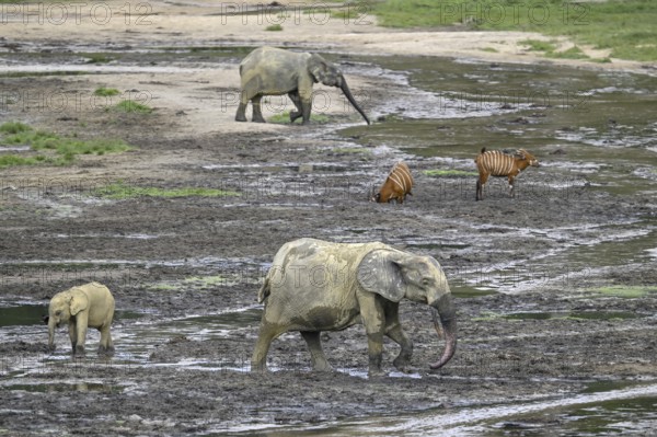 Forest elephants (Loxodonta cyclotis) and bongo antelopes (Tragelaphus eurycerus) in the Dzanga Bai