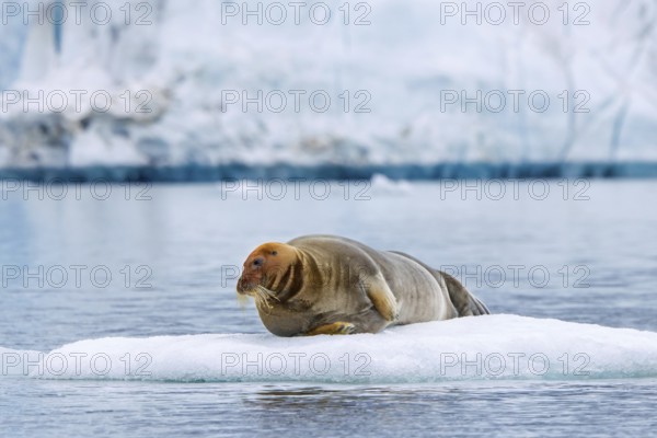 Bearded seal (Erignathus barbatus) resting on ice floe in front of ice wall of glacier along the