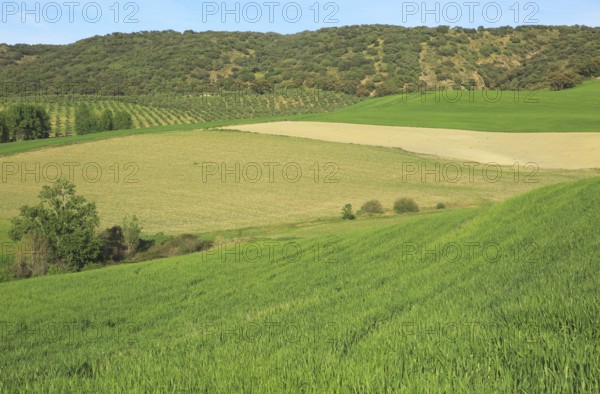 Farming landscape of Rio Setenil valley, Cuevas del Marques, Serrania de Ronda, Spain, Europe