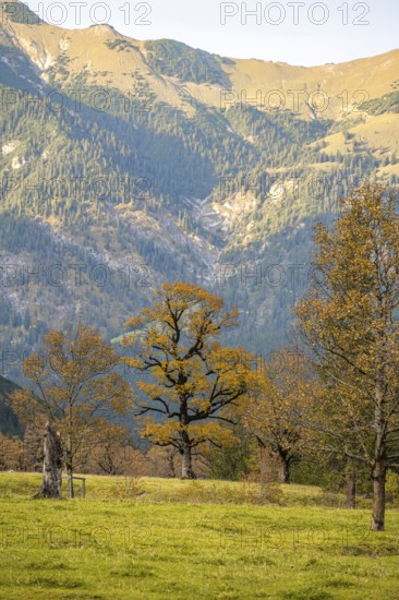 Maple trees with autumn leaves, autumn landscape in Rißtal, Großer Ahornboden, Engalpe, Eng,