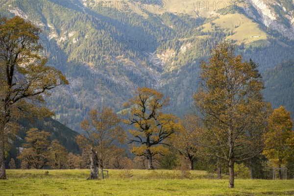 Maple trees with autumn leaves, autumn landscape in Rißtal, Großer Ahornboden, Engalpe, Eng,