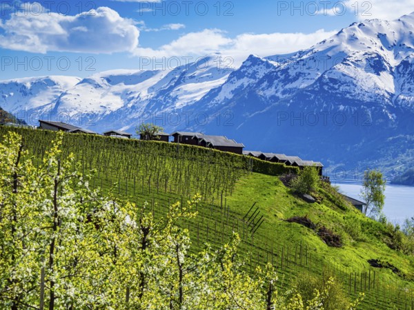 View of snow-covered mountains, fjord and apple trees in bloom, campsite of Lofthus at top of hill,