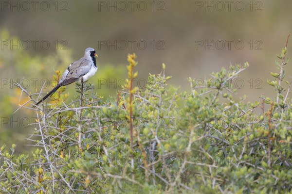 Cape Dove, (Oena capensi), Road N4 to Kaolack, Firgui, Senegal, Africa