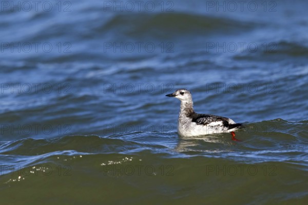 Gryllteiste, (Cepphus grylle), Heligoland, Schleswig-Holstein, Germany, Europe