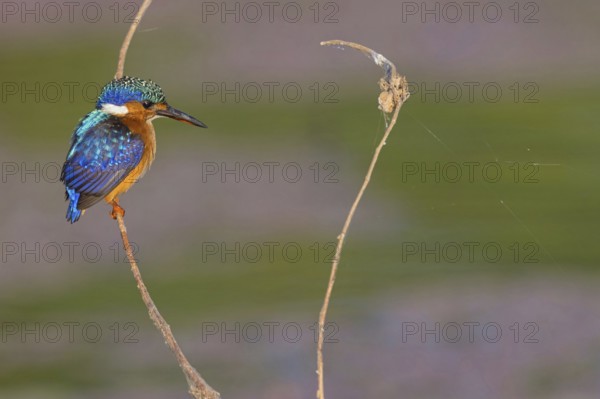 Crested Kingfisher, Corythohrnis cristatus, (Alcedo cristata), Kingfisher family, Malachite
