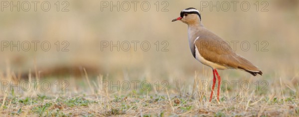 Crowned Lapwing, (Vanellus coronatu), Wakkerstrom surroundings, Wakkerstrom, Mpumalanga, South