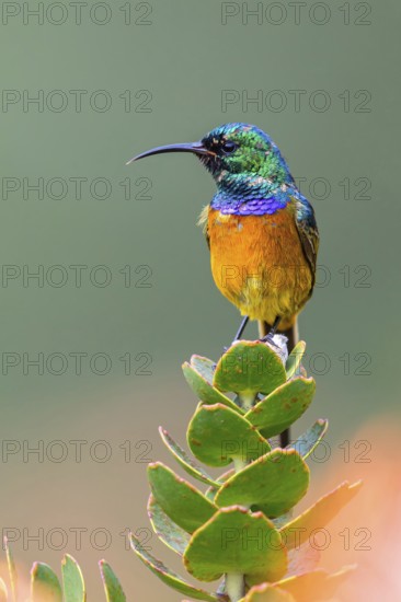 Golden-breasted Sunbird, (Anthobaphes violace), Harold Porter National Botanical, Betty's Bay,