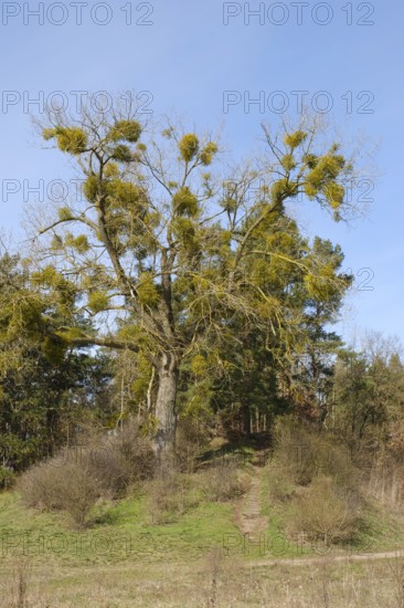 Mistletoe on a tree, Mecklenburg Lake District, Mecklenburg, Mecklenburg-Western Pomerania,