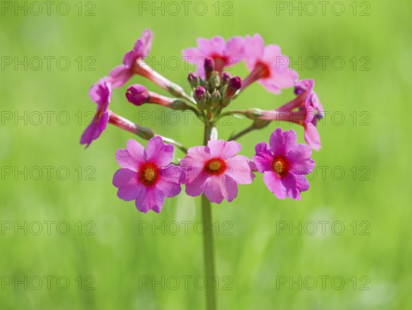 Japanese primrose (Primula japonica), flowers, Thuringia, Germany, Europe