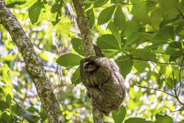 Brown-throated sloth (Bradypus variegatus) in a tree, Cahuita National Park, Costa Rica, Central