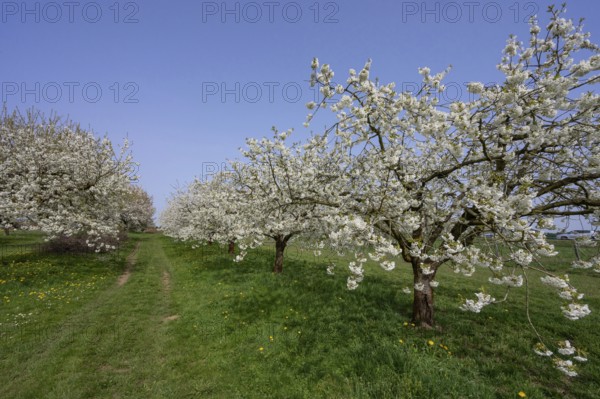 Cherry orchard in bloom (Prunus avium), Franconia, Bavaria, Germany, Europe