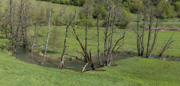 Meandering Truchbach stream with withered black alder (Alnus glutinosa) flowing through a meadow,