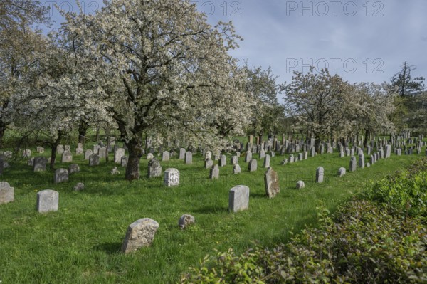 Flowering cherry trees (Prunus avium) in the Jewish cemetery, laid out in 1734, last burial in