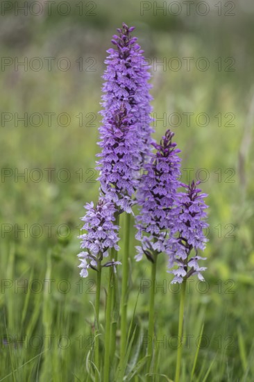 Southern marsh orchid (Dactylorhiza praetermissa), Emsland, Lower Saxony, Germany, Europe