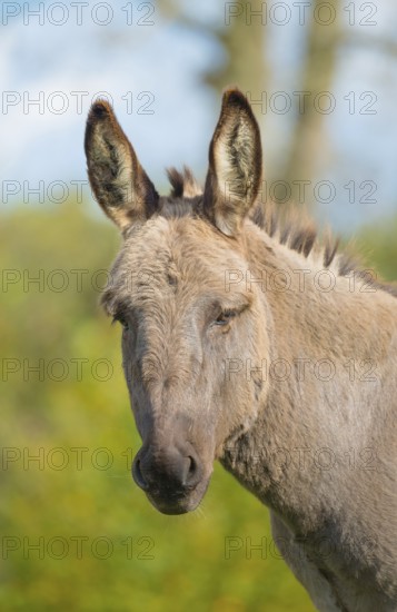 Donkey (Equus asinus asinus) or domestic donkey, completely grey coloured variant with eel line and