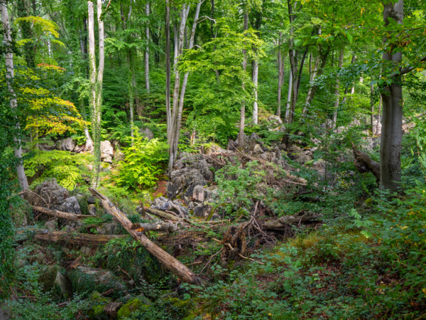 Dense vegetation between rocks in the Felsenmeer nature reserve, near Hemer in the Sauerland region