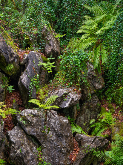 Dense vegetation between rocks in the Felsenmeer nature reserve, near Hemer in the Sauerland region