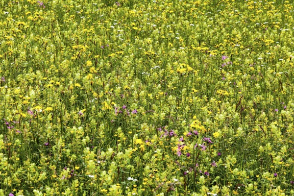 Meadow with wildflowers, near Oberstaufen, Oberallgäu, Bavaria, Germany, Europe