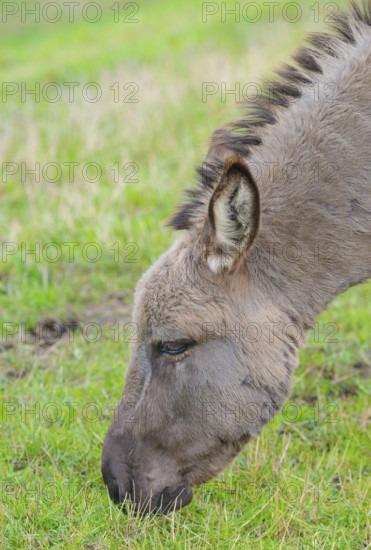 Donkey (Equus asinus asinus) or domestic donkey, completely grey coloured variant, eating grass in