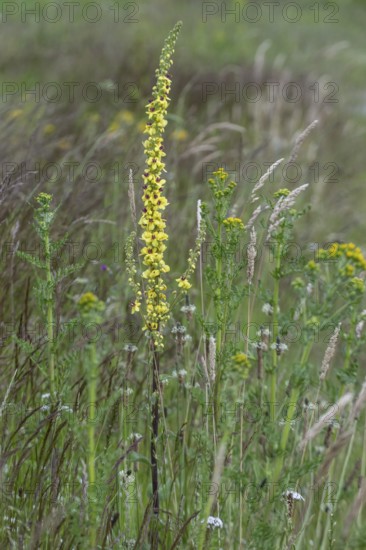 Dark mullein (Verbascum nigrum), Emsland, Lower Saxony, Germany, Europe