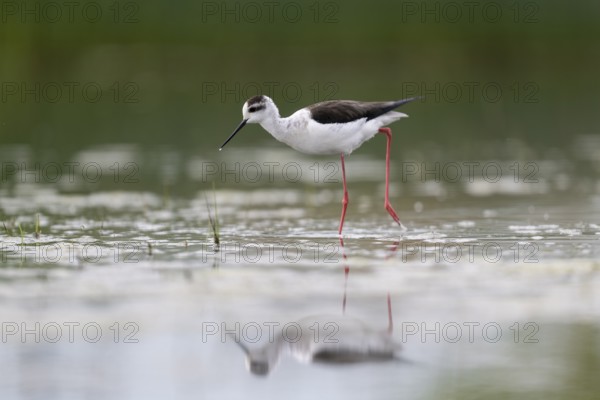 Black-winged Stilt (Himantopus himantopus), foraging in the water, Neusiedler See-Seewinkel