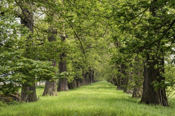 Tree avenue, sweet chestnut, chestnuts, Schloss Dyck, Jüchen, Lower Rhine, North Rhine-Westphalia,