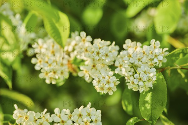 Bird cherry, hackberry, hagberry or Mayday tree (Prunus padus), blooming, Bavaria, Germany, Europe