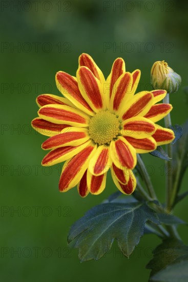Flower of the autumn chrysanthemum, Dendranthema indicum orange