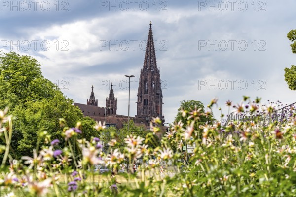 View of Freiburg Minster from the Stadtgarten, Freiburg im Breisgau, Black Forest,