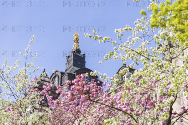 Blossoming cherry trees with a view of the Saxon State Chancellery, Dresden, Saxony, Germany,