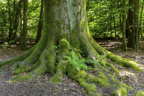 The Sababurg primeval forest, also known as the Reinhardswald primeval forest, is a nature and