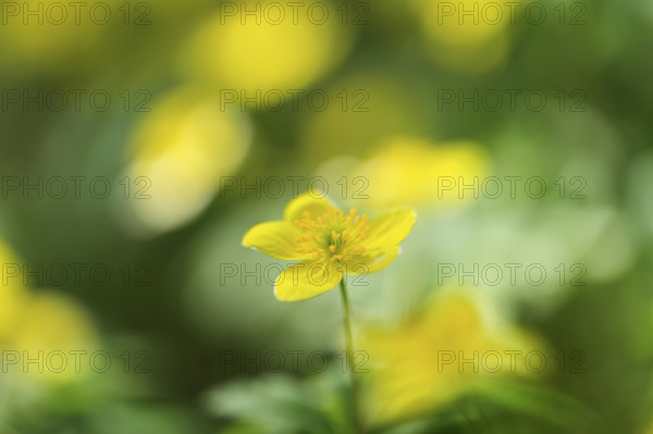 Yellow Anemone (Anemone ranunculoides), flowering, Switzerland, Europe