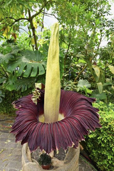 Flower of the titanium root (Amorphophallus titanum), largest flower in the world, Botanical Garden