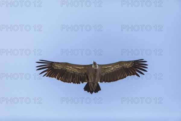 Griffon vulture (Gyps fulvus), Monfragüe National Park, Extremadura, Castilla La Mancha, Spain,