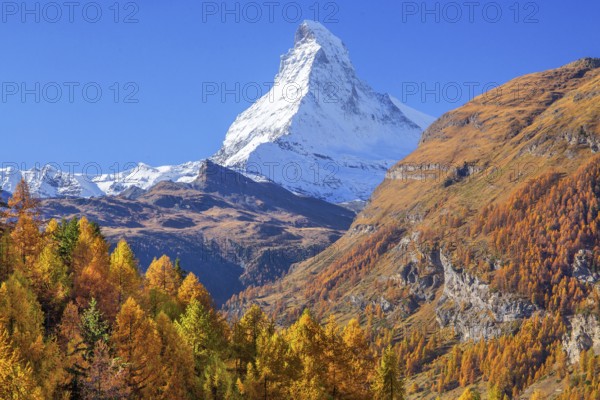 Autumn view of the Matterhorn 4478m and golden yellow larches, Zermatt, Mattertal, Valais,