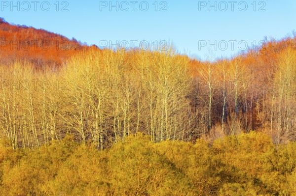 Etna National Park forest, Etna, Sicily, Italy, Europe