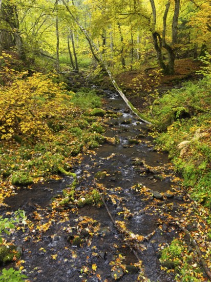 Hill Stream, the Schwartzbach, and surrounding forest in autumn colour. The Rhön UNESCO Biosphere