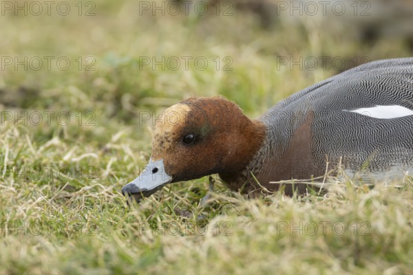 Eurasian wigeon (Mareca penelope) duck adult male bird feeding on grassland, England, United