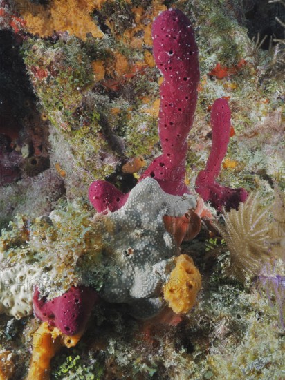 Colourful sea sponges in various shapes and colours, including upright rope sponge (Amphimedon