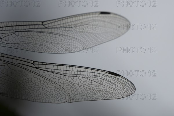 Southern hawker dragonfly (Aeshna cyanea) adult insect close up of a pair of wings in the summer,