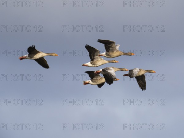 Graugans (Anser anser), mehrere Vögel im Flug, über dem Naturschutzgebiet Mokbaai, auf der Insel