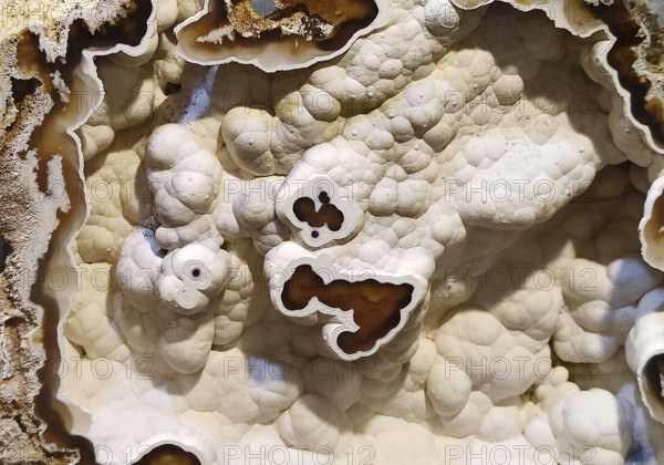 Coral, agatised, Idar-Oberstein, Rhineland-Palatinate, Germany, Europe