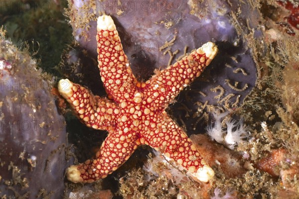 Red starfish with complex pattern, orange-spotted starfish (Ferdina sadhaensis), on marine surface,