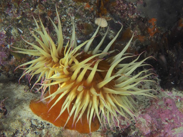 Orange-coloured sea anemone with long tentacles, false plumose anemone (Pseudactinia varia), on a