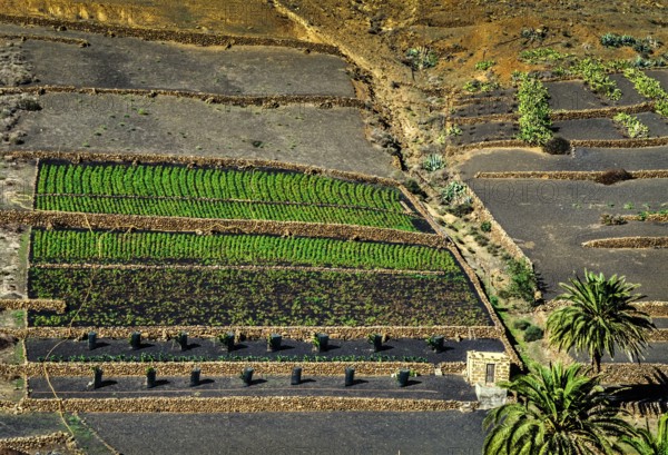 2016, Haria, Lanzarote, Haria, ESP, Spain, Canary Islands, Canary Islands, Atlantic Ocean,