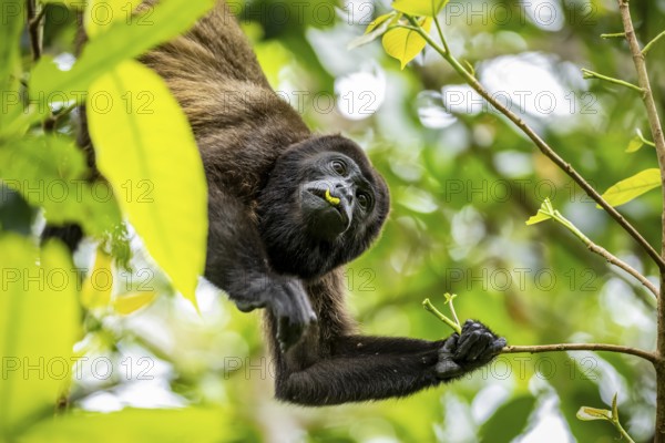 Howler monkey (Alouatta palliata) eating leaves in a tree, Cahuita National Park, Costa Rica,