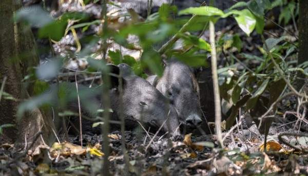 Baird's tapir (Tapirus bairdii), mother with young, lying asleep in the rainforest, Corcovado