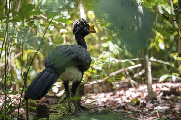 Tuberkehlhokko (Crax rubra), adult male, in the tropical rainforest, Corcovado National Park, Osa,